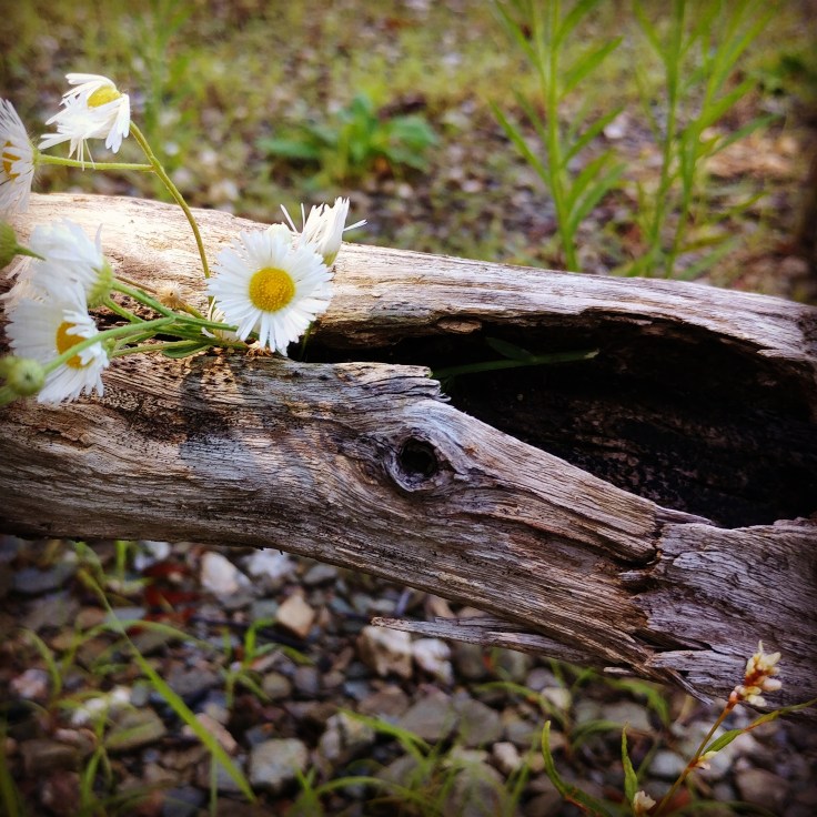 IMG_20170809_131349_553