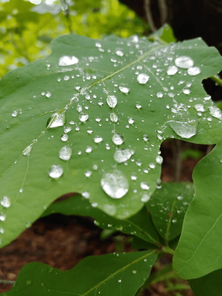 95D10C2A-2B97-473C-B95F-798EB6E55D3C